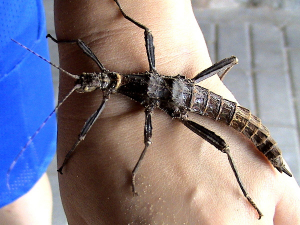 Educational program &quot;Day of insects&quot;
