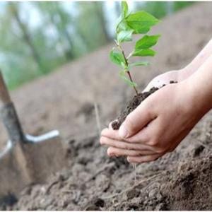 «Посадим дерево вместе»